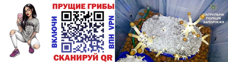 Галлюциногенные грибы Magic Shrooms  сайты даркнета формула  Ачхой-Мартан 